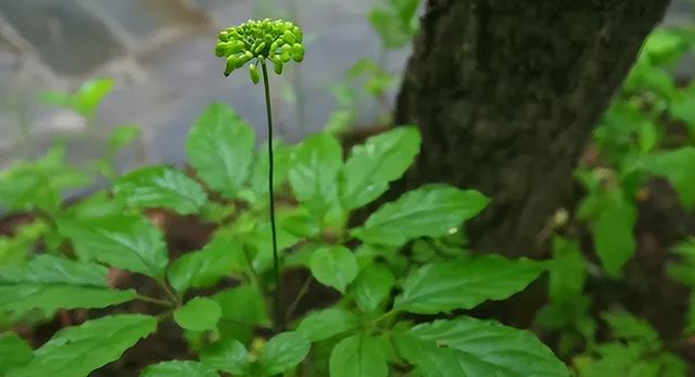 相约最美出游季～逛吃玩乐来通化