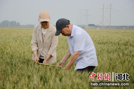 河北高阳27.53万亩小麦丰收在望