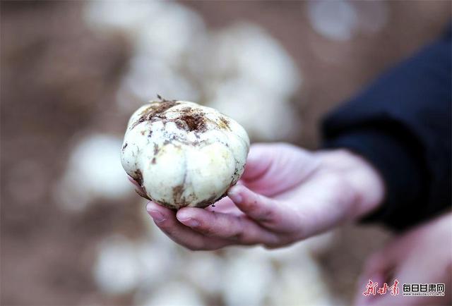 【食说新语】“热辣”甘肃，这些兰州特产让你甜在心头