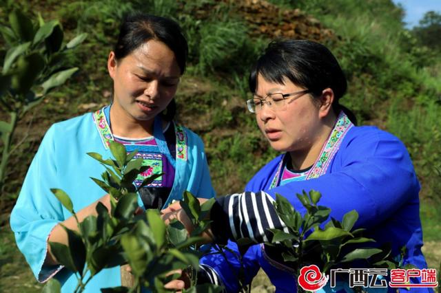 柳州融水苗家女杨宁获评“感动中国2022年度人物”