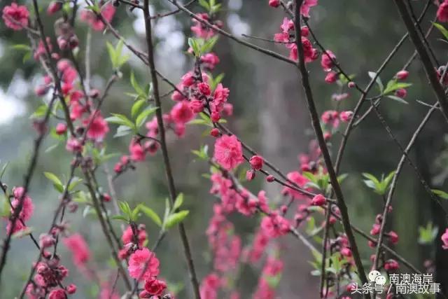 万万没想到吧，广东第一美女居然在南澳……