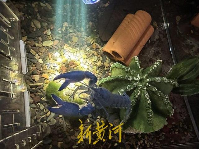 “异宠”被包装成儿童节礼物热销，价格从几十元到几万元不等，业内人士：供不应求