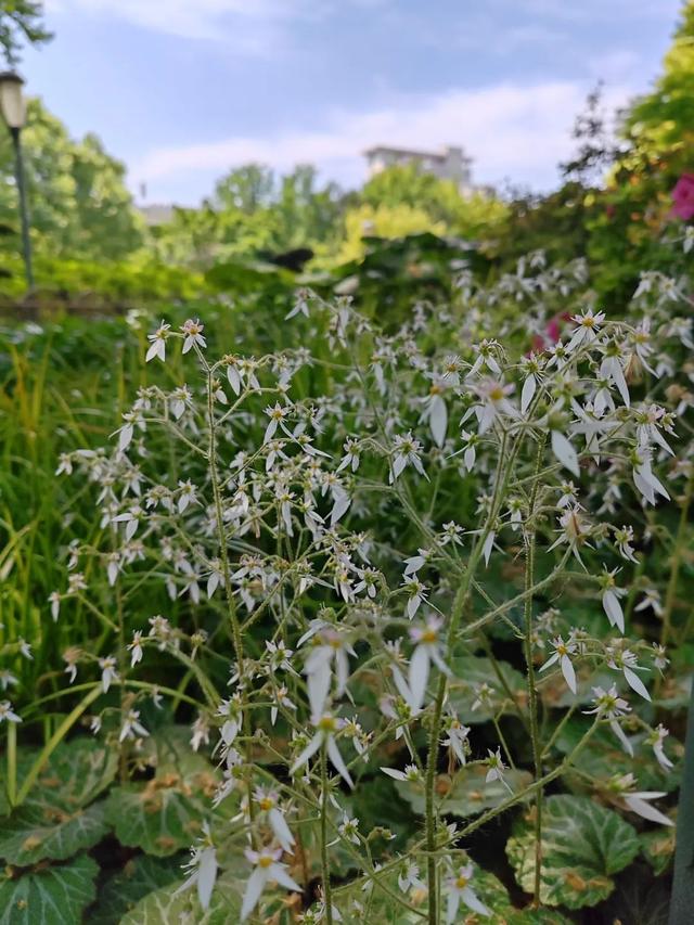 天山公园葫芦湖岸边的“七姊妹”花，看看长啥样？