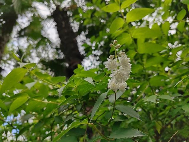 天山公园葫芦湖岸边的“七姊妹”花，看看长啥样？