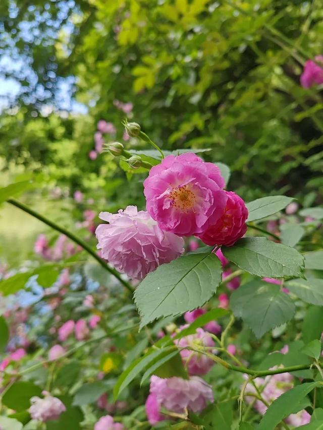 天山公园葫芦湖岸边的“七姊妹”花，看看长啥样？