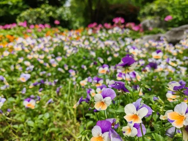 天山公园葫芦湖岸边的“七姊妹”花，看看长啥样？