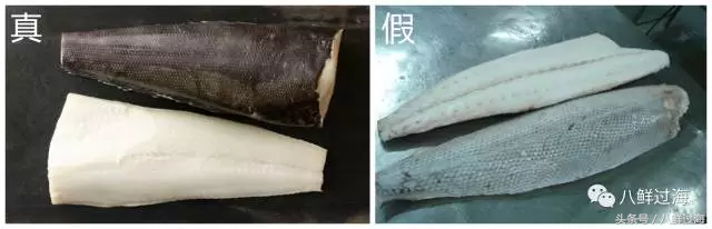 长绳悬钩，巧钓“餐桌上的软黄金”，探寻法国银鳕鱼的一生