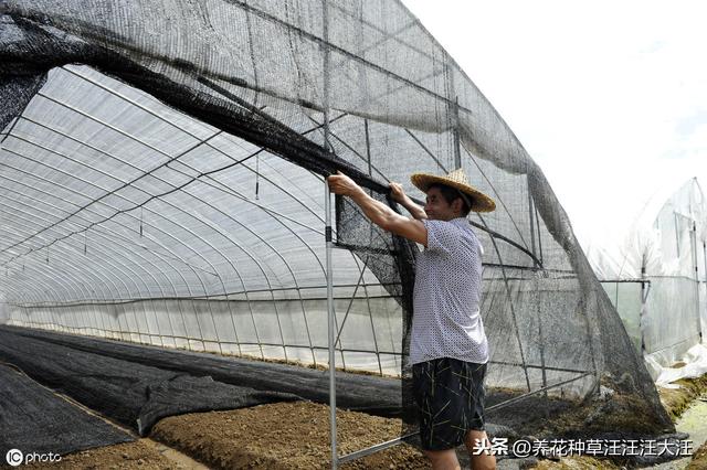 养花过程中，经常说到散射光线，那，什么情况才叫散射光线