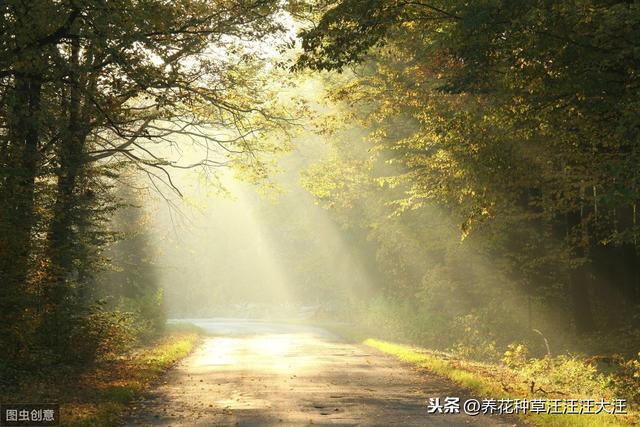 养花过程中，经常说到散射光线，那，什么情况才叫散射光线