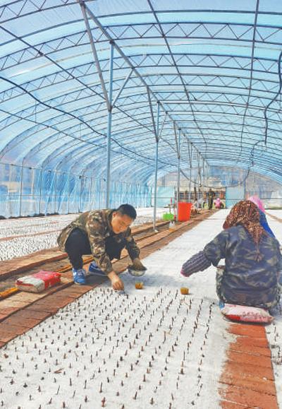 燕赵大地  枝繁叶茂（美丽中国·夏意渐浓①）